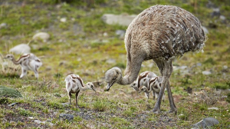 Feathered father figureLesser rhea adult male with chicks, Torres del Paine National Park, Patagonia, Chile (© Ignacio Yufera/Minden Pictures)