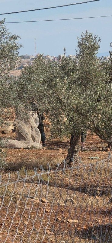 כוחות ישראל גונבים ציוד למסיק זיתים ממקומיים בעמק אל-מוג'ייר, מזרחית לרמאללה.