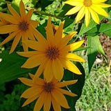 Natur - Gemüse - Kräuter
