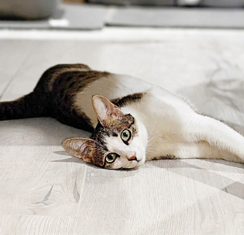 Познакомьтесь с Беллой. Этой изящной красавице чуть больше двух лет