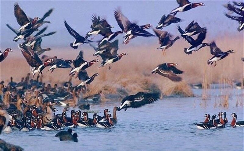 10-year violence of migratory birds with the land of Veramin.