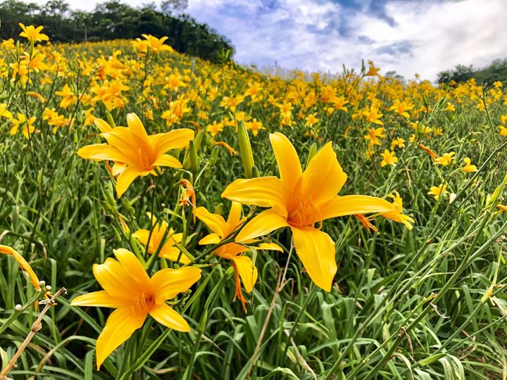 台東有趣農遊之旅