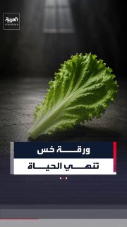 חסה המיובאת ממקסיקו הורגת שני אנשים וגורמת להתפרצות המעיים הגדולה ביותר באמריקה, ורשמה 10,000 זיהומים ב-47…