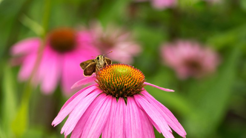 Flower powerSkipper butterfly on a coneflower, Rockefeller State Park Preserve, New York (© Marianne A. Campolongo/Alamy)