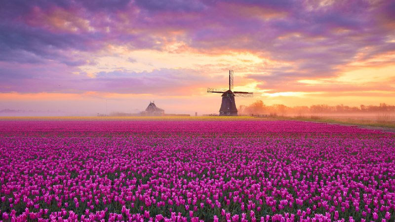 A blooming good timeTulip fields in Netherlands (© 1111IESPDJ/Getty Images)