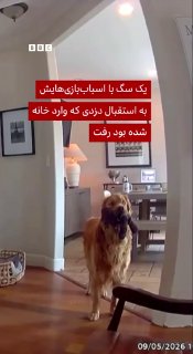 Security camera images have been released showing a California golden retriever trying to play with a man who entered through an upstairs window without permission.