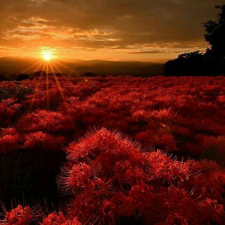 Японские фильмы、кино、 мультики Telegram Group Link