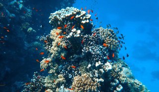 运动_6 分钟，带你去红海看珊瑚马萨阿拉姆在红海最具吸引力的潜水地点中名列前茅，分布广泛的珊瑚礁和丰富多彩的海底野生生物，包括可爱的海龟和海豚，吸引着来自世界各地的游客。这部短片拍摄于 2019 年 12 月。无人机镜头由红海潜水野生动物园提供，拍摄器材为 Sony FDR-AX700 和 GoPro Hero 8 Black。 From Jurrien Wissvia 开眼Invalid media: video