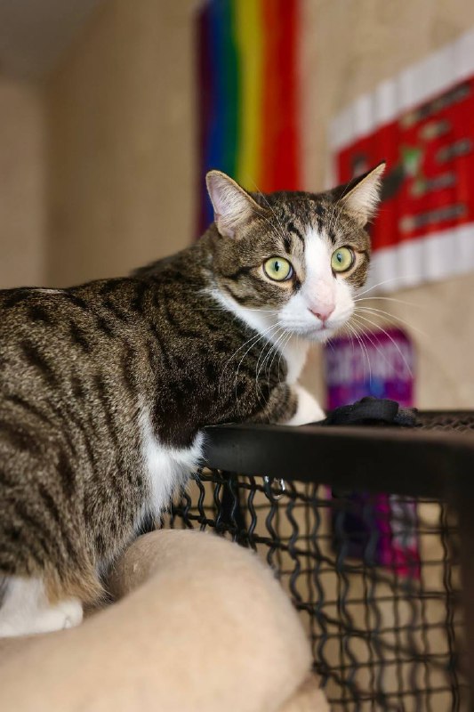 Финдус — обладатель очень драматичной жизненной истории (вкратце — его чуть не съели собаки, операци