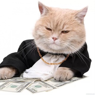 Money Cat🔥