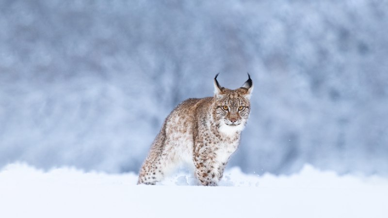 Eurasian lynx in the snow (© Jan Stria/Shutterstock)January 11, 2024 at 07:00AM
