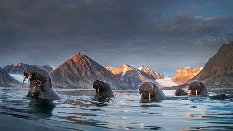 Go with the floeHerd of walruses in northern Spitsbergen, Svalbard archipelago, Norway (© AWL Images/Danita Delimont)