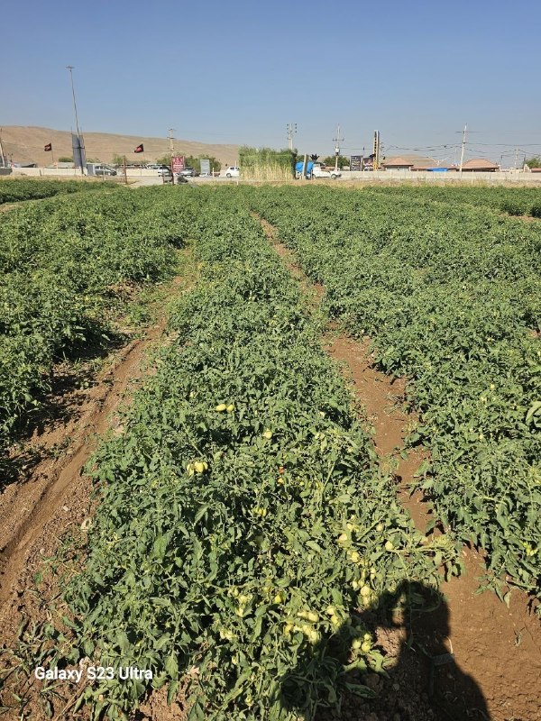 کانال ترحیم پیرانشهر: باینجانی خۆماڵی تایبەتی بو روب 🍅🥫(نرخی گونجاو و کوالێتی بهرزقیمت مناسب با کیفیت عالی)آدرس و شوین : ورودی پیرانشار روبەر