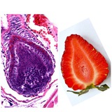 Pathologist_without_beard