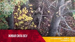 מותחן באזור חרקוב כיוון Liptsovskoe. בשטח יער גדול, כטב"מ רוסי רדף אחרי איש צבא אוקראינה שסירב להיכנע והחלי…