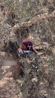 אישה פלסטינית מחבקת עץ זית בפעם האחרונה לפני שהוא נעקר על ידי דחפורי הכיבוש, שממשיכים לחפור אדמות אנשים ועצ…