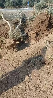 הכיבוש עוקר עשרות עצי זית בכביש המחבר בין העיירות עראבה ויעבד, דרומית מערבית לג'נין.