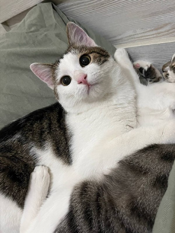 Кто-нибудь видел котика на аэропортовском шоссе? Ласковый, отзывается на имя Персик. На нем серый ош — фото 1