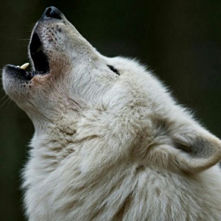 🐺Lupus in Tabula 2.0 @wwita Telegram Group Link