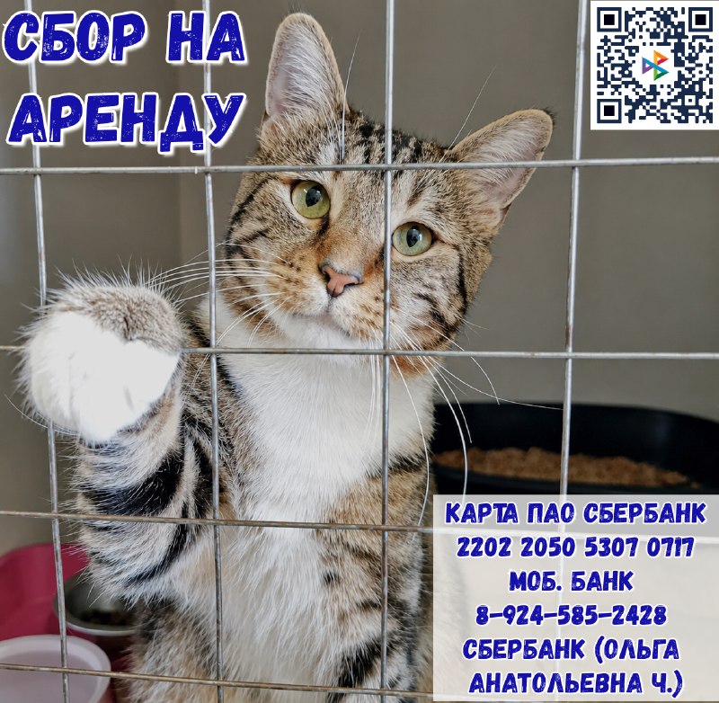 Мы объявляем сбор на аренду приюта!
Это...