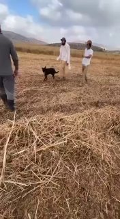מתנחלים מונעים מחקלאים להשלים את קציר יבוליהם באדמות השייכות לעיירות: בית דג'אן, בית פוריק וסאלם ממזרח לשכם.