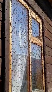 Божьи коровки атаковали село Яйлю на Алтае. В местном биосферном заповеднике говорят, что такого нашествия они давно не видели.«Если постоять немного, то буквально весь будешь в них. Они ещё агрессивные и кусаются», — рассказал сотрудник заповедника Алекса