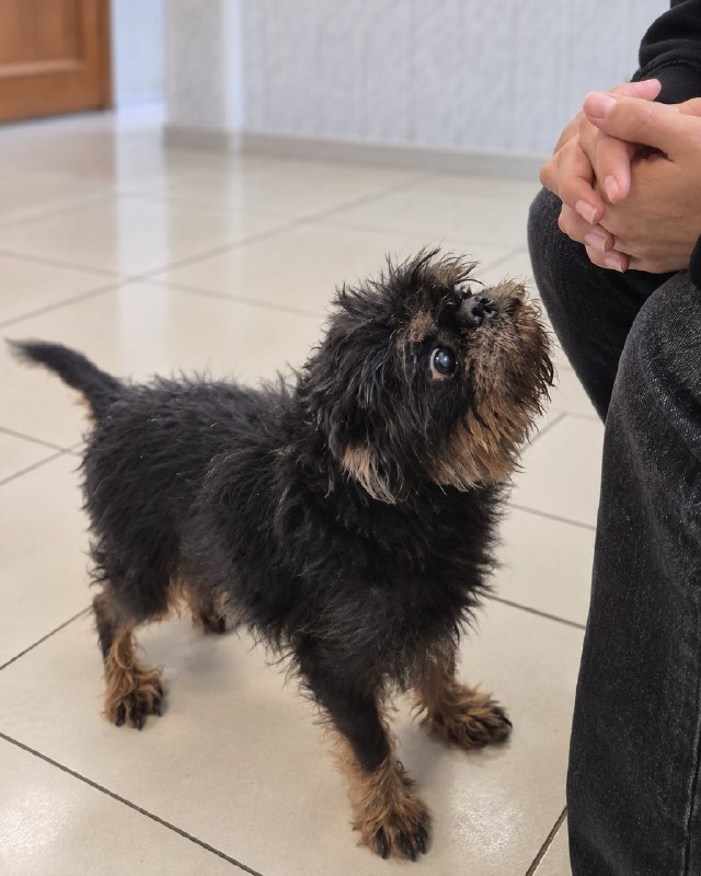 🏠🐶 Ищет дом немолодой кобелёк породы бельгийский...