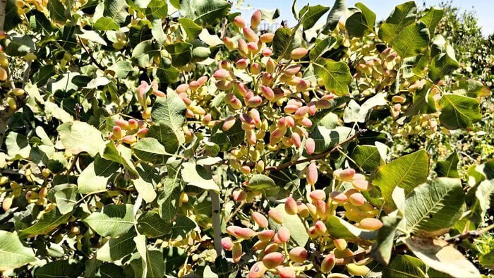 خبرگزاری ایرنا: 🔸الوسجرد؛ معدن انار و پسته ساوه در انتظار پایانه صادراتی🔹 روستای الوسجرد در پنج کیلومتری جنوب شهر ساوه، با برخورداری از 