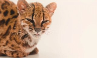 For the first time in the last 100 years, scientists have discovered a new species of cat
