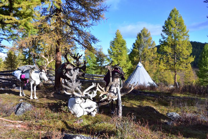 當蒙古人哼起原住民歌曲- 蒙古北方的查坦人 (Tsaatan) II