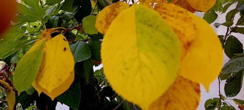 آیقار نیوز: 🍂🍁پاییز زودهنگام درختان گیلاس مشگین شهر 🍂1405/05/25جعفر نجف اوغلی╔══ঊঈ پایگاه خبری ঊঈ══╗ 🍃🌸 @aygarnews 🌸🍃╚ঊঈ 📡 آیقار نیو