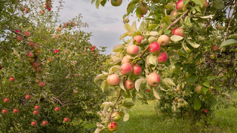 Sweet on scienceApples ready for harvest, Minnesota (© Tammi Mild/Getty Images)