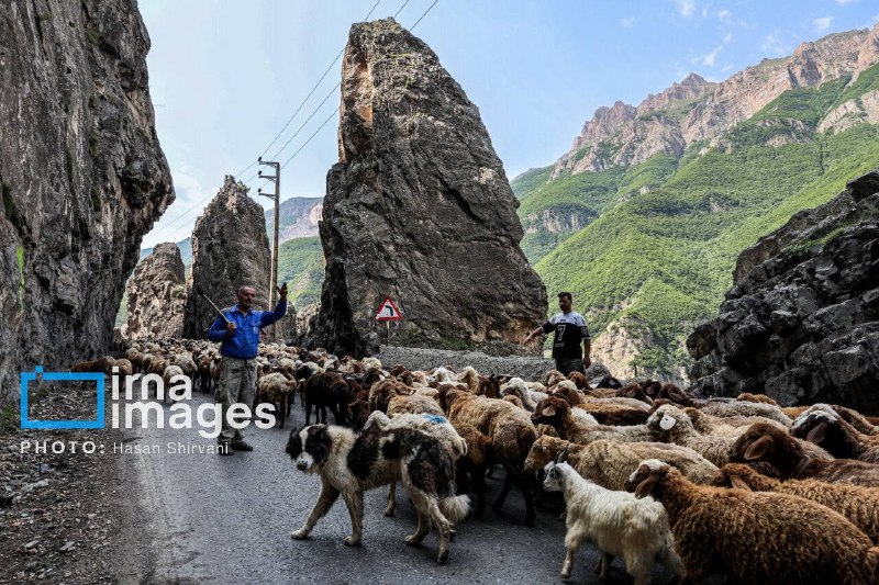 Kandavan road is blocked for cattle crossing