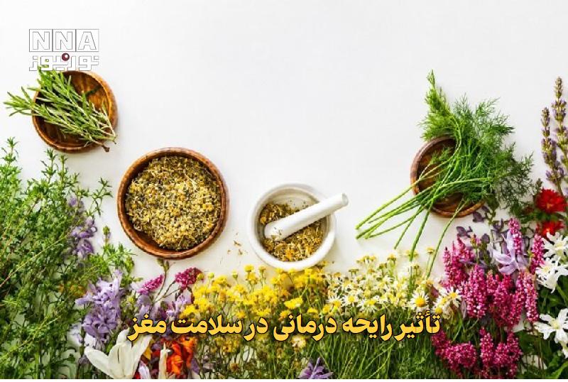 نورنیوز: ✅ تأثیر رایحهدرمانی در سلامت مغز🔹 در تحقیق جدیدی که توسط محققان ایرانی انجام شده است، رایحهدرمانی بهعنوان یک روش مکمل