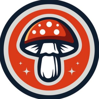 AMANITA GEORGIA ⛰️🇬🇪 | Мухомор, Ежовик, Кордицепс | Микродозинг и лечебные грибы | Тбилиси, Батуми