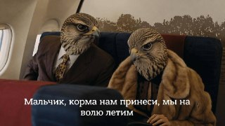 Когда-то сокол-балобан был одним из символов Великой степи от Дуная до Амура. Сегодня этот редкий вид оказался под угрозой исчезновения, а в России его сохраняют с помощью специальных программ разведения и выпуска в природу. Рассказываем, зачем в Хакасии п