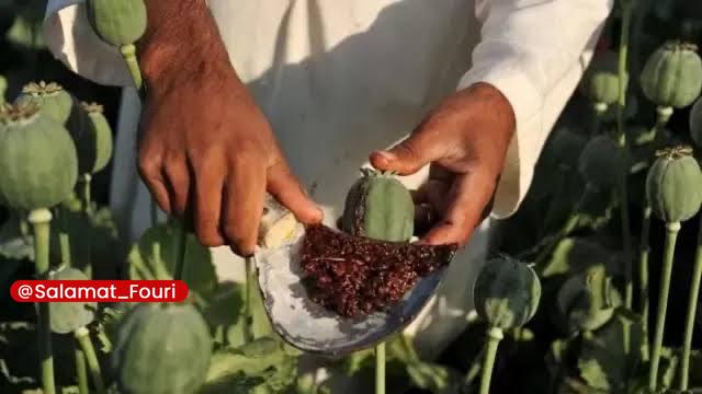 سلامت فوری 🍏: تفاوت شقایق الیفرا با خشخاش تریاکزا چیست؟رئیس سندیکای مواد مؤثره دارویی:🔹در داخل تریاک مواد دارویی مختلفی وجود دارد که