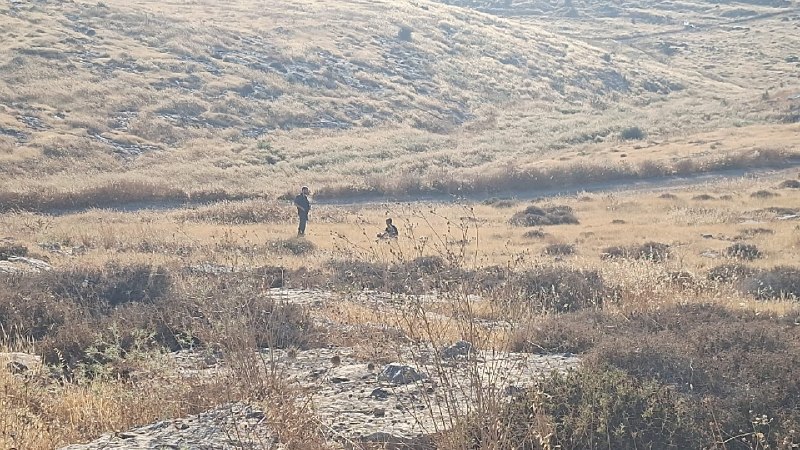דחוף: כוחות הכיבוש עוצרים את הנער, "מואטז בסאם אל-נוואג'עה", בעת רעיית כבשים בח'לת אל-פארה, דרומית לחברון.