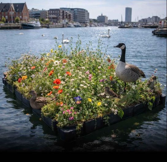 Denmark, particularly in Copenhagen, has installed floating platforms/islands planted with wildflowers and native vegetation in its harbors and canals.