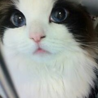 English girls yemen Telegram Group Link