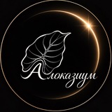 Алоказиум