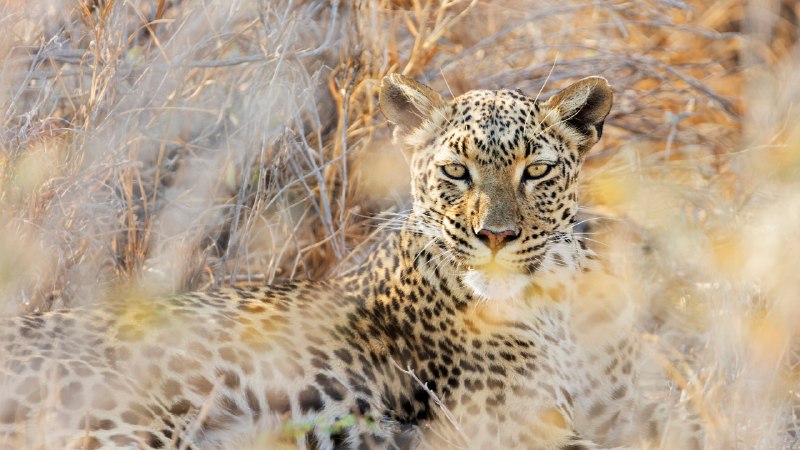 Eye see youLeopard at Etosha National Park, Namibia (© Norbert Achtelik/Cavan Images)