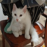 уиллвуд под прикрытием