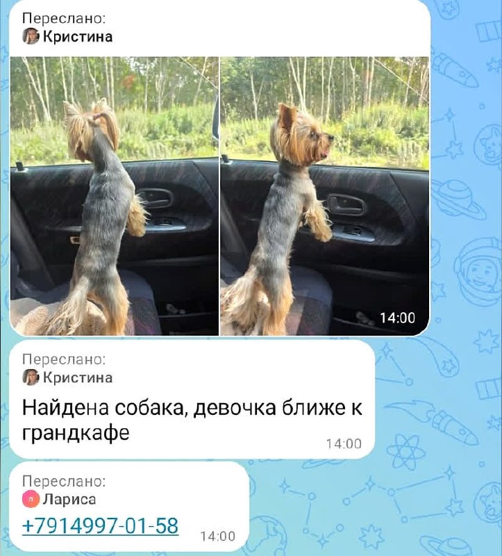 Найдена собака, девочка, возле «Гранд-кафе».

Телефон:...