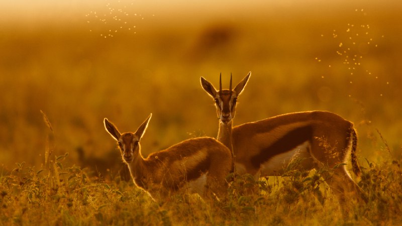 Following mom's leadThomson's gazelle mother and fawn, Maasai Mara, Kenya (© Gallo Images/DanitaDelimont.com)