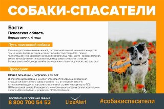 В Псковской области неизвестный застрелил двух поисковых собак «ЛизаАлерт». Это произошло в лесу во время тренировки по поиску тел погибших (ПТП), сообщила хозяйка собак — старшая кинологического направления по поисково-спасательной службе в Псковской обла