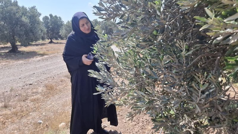 درفک خبر: 💥پایش میدانی باغات زیتون رودبار و بررسی عوامل مؤثر بر تولید🔗لینک خبر:dorfakkhabar.ir/?p=1717✍🏻درفک خبر / مدیریت جهاد کشا