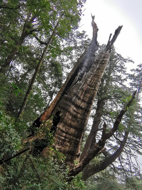 2020-03-01 北德拉曼巨木步道