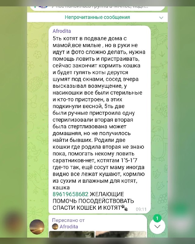 Пять котят живут с мамой в подвале дома. Все милые, но в...