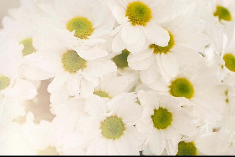 زاد 🍃: وقل للذين أحسنوا الظن:طبتم وطابت قلوبكم،وسلامًا عليكم 🌸🕊️